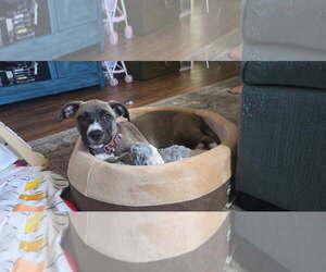 Susie - Female Mutt Dog for Adoption - Photo #3