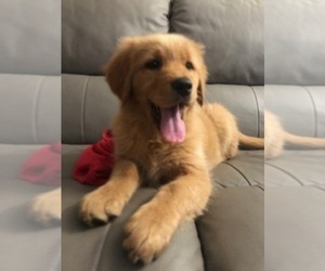 Medium Golden Retriever