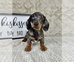 Small #2 Dachshund