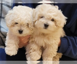 Maltipoo-Pekingese Mix Puppy for sale in MENAHGA, MN, USA