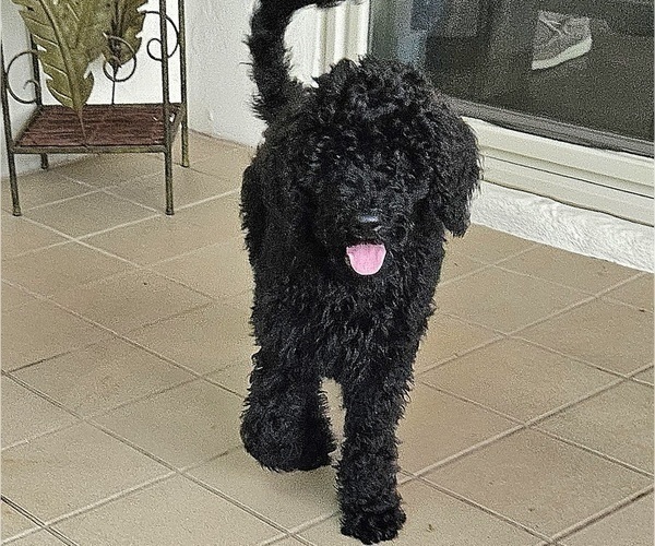 Medium Photo #4 Goldendoodle Puppy For Sale in DELTONA, FL, USA