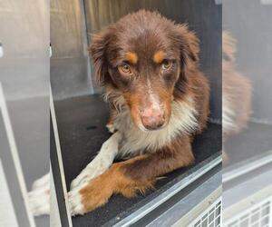 Australian Shepherd Dogs for adoption in San Antonio, TX, USA