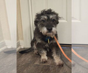 Shih Tzu Dogs for adoption in Rosenberg, TX, USA