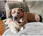 Small #7 American Pit Bull Terrier Mix