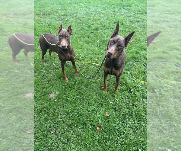 Medium Photo #3 Doberman Pinscher Puppy For Sale in ELLENVILLE, NY, USA