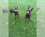 Hershey tigger - Female Doberman Pinscher Dog for Adoption - Photo #3