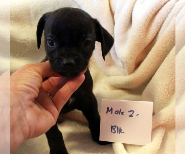 Medium Photo #4 Chiweenie Puppy For Sale in Imperial Beach, CA, USA