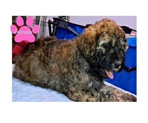Medium Poodle (Standard)
