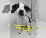 Small Pointer Mix