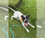 Small #1 American Pit Bull Terrier-Pointer Mix