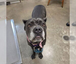 Mutt Dogs for adoption in Waterford, VA, USA