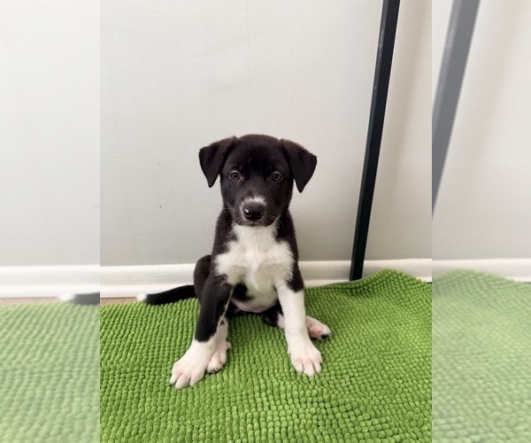 Medium Photo #4 Siberian Husky-Unknown Mix Puppy For Sale in ONTARIO, CA, USA