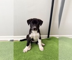 Small #3 Siberian Husky Mix
