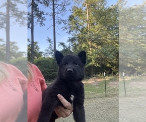 German Shepherd Dog Puppy for sale in ANDALUSIA, AL, USA