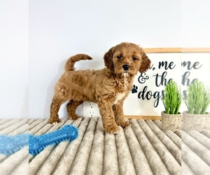 Goldendoodle (Miniature) Puppy for sale in GREENFIELD, IN, USA