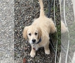 Small #3 English Cream Golden Retriever