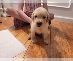 Golden Retriever Puppy for Sale in ROCKLIN, California USA
