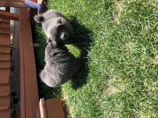 Chow Chow Puppy for sale in AURORA, CO, USA