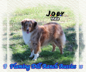 Miniature Australian Shepherd Puppy for sale in FORESTBURG, TX, USA