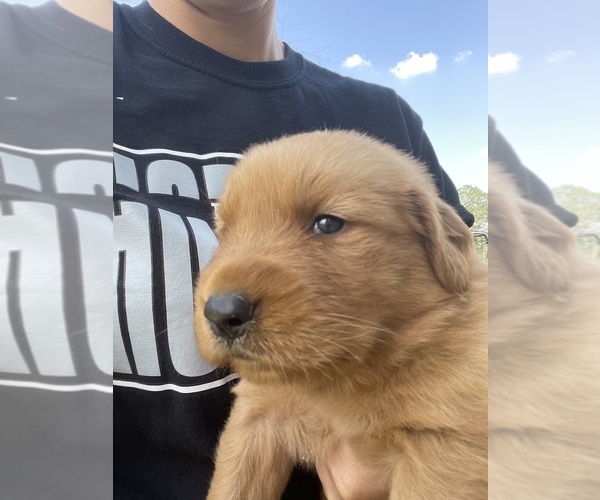 Medium Photo #2 Golden Retriever Puppy For Sale in IDER, AL, USA