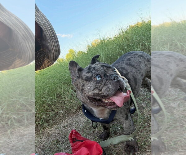 Medium Photo #2 French Bulldog-Unknown Mix Puppy For Sale in Lakewood, CO, USA