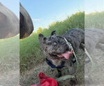 Small Photo #2 French Bulldog-Unknown Mix Puppy For Sale in Lakewood, CO, USA
