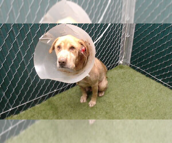 Medium Photo #1 Golden Retriever-Unknown Mix Puppy For Sale in Downey, CA, USA