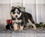 Puppy Storm Siberian Husky