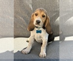 Puppy Blue collar Beagle