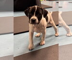 Small #3 Labrador Retriever Mix