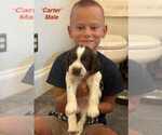 Puppy Puppy 1 English Springer Spaniel
