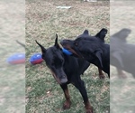 Small Photo #2 Doberman Pinscher Puppy For Sale in MACUNGIE, PA, USA
