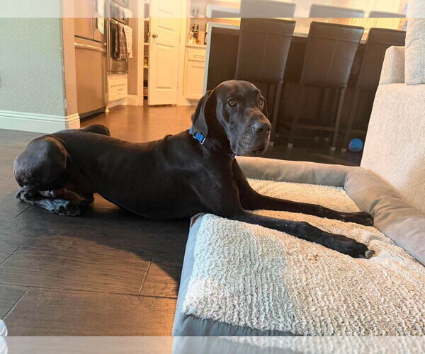 Medium Photo #1 Great Dane Puppy For Sale in Bullard, TX, USA