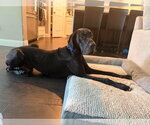 Stan - Male Great Dane Dog for Adoption - Small photo