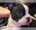 Small Photo #7 Boston Terrier Puppy For Sale in GORHAM, NH, USA