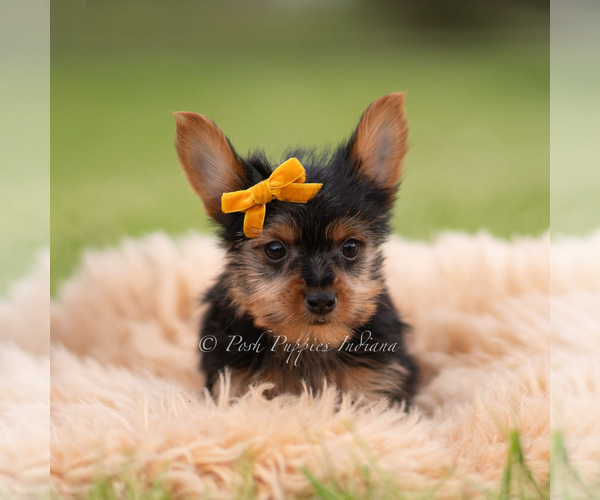 Medium Photo #35 Yorkshire Terrier Puppy For Sale in WARSAW, IN, USA