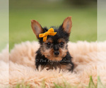 Small #2 Yorkshire Terrier