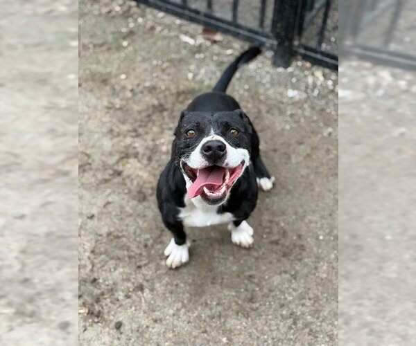 Medium Photo #1 Mutt Puppy For Sale in Riverside, CA, USA