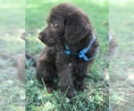 Small Photo #10 Labradoodle Puppy For Sale in BOWLING GREEN, KY, USA
