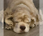 Small #14 Cocker Spaniel