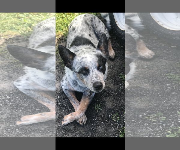 Medium Photo #3 Mutt Puppy For Sale in Oakhurst, NJ, USA