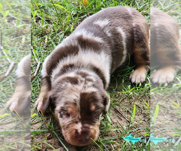 Medium Photo #1 Catahoula Leopard Dog Puppy For Sale in MORAN, MI, USA