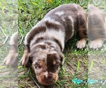 Image preview for Ad Listing. Nickname: Joker
