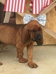 Small #6 Bloodhound