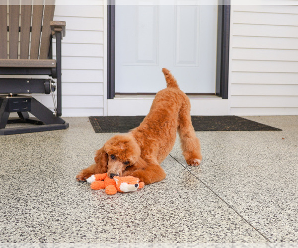Medium Photo #1 Poodle (Miniature) Puppy For Sale in SYRACUSE, IN, USA