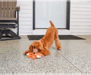 Poodle (Miniature) Puppy for sale in SYRACUSE, IN, USA