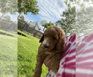 Goldendoodle Puppy for sale in SYLVANIA, GA, USA