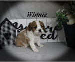 Small #11 Cavalier King Charles Spaniel