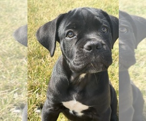 Cane Corso Puppy for sale in VAN BUREN TWP, MI, USA