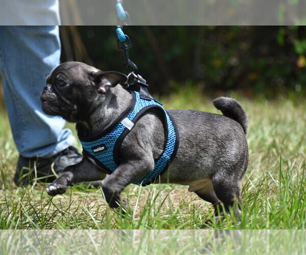 Medium Photo #5 Pug Puppy For Sale in PALM COAST, FL, USA